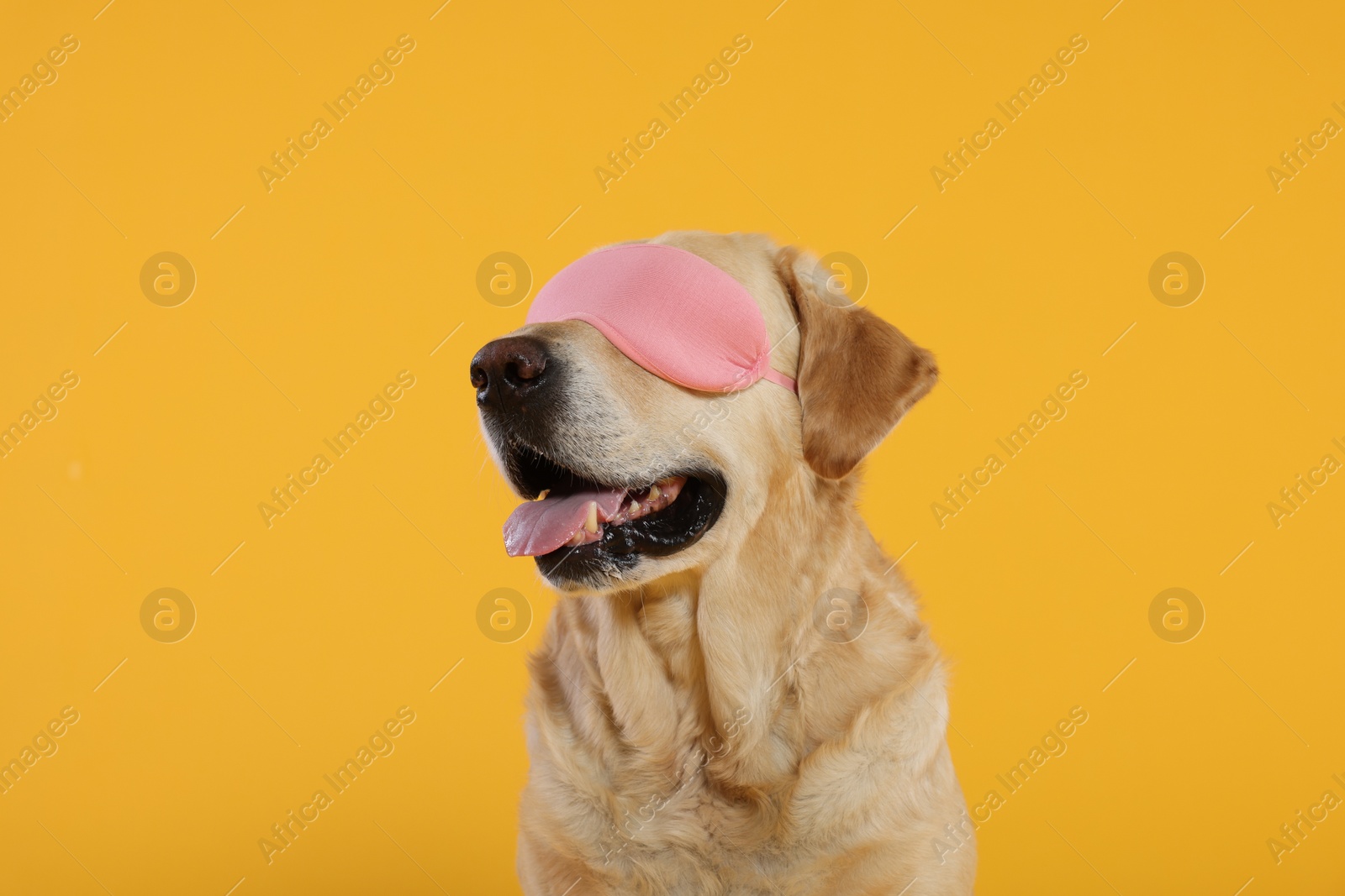 Photo of Cute Labrador Retriever with sleep mask on yellow background