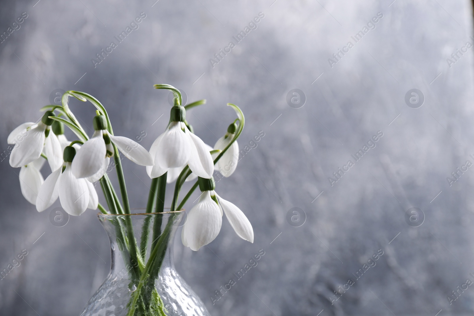 Photo of Vase with beautiful snowdrops on grey background, space for text