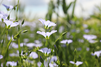 Closeup view of beautiful blooming flax field