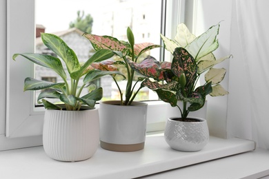 Exotic houseplants with beautiful leaves on window sill at home