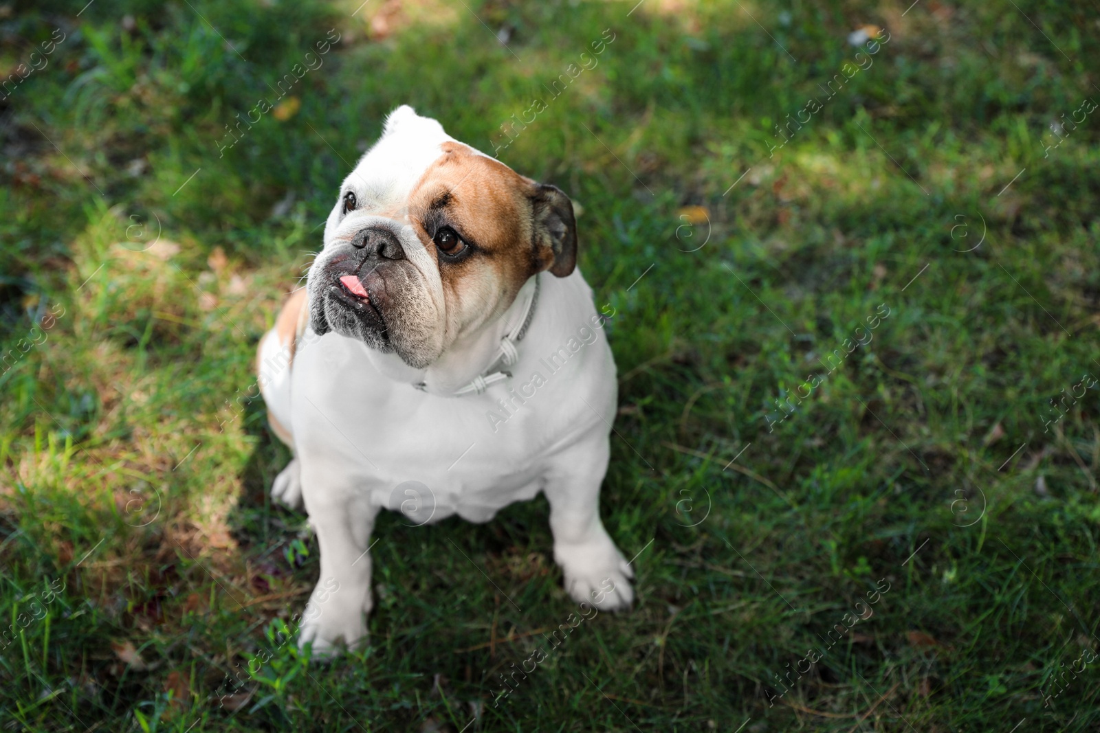 Photo of Funny English bulldog on green grass in park