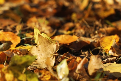 Photo of Beautiful autumn foliage on ground as background