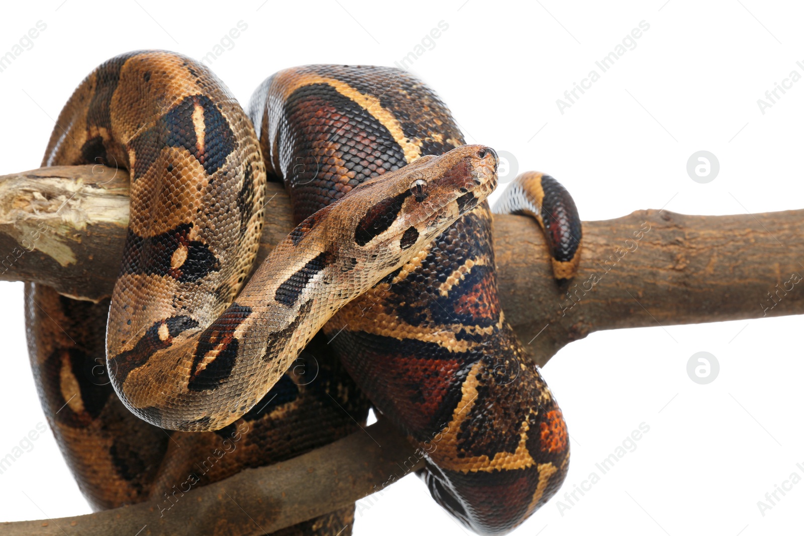 Photo of Brown boa constrictor on tree branch against white background, closeup