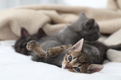 Photo of Cute fluffy kittens lying on bed indoors. Baby animals