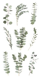 Image of Eucalyptus branches with fresh leaves on white background, collage