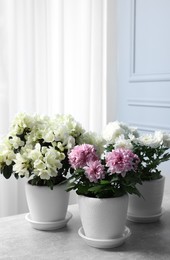 Photo of Beautiful chrysanthemum and azalea flowers in pots on light grey table indoors