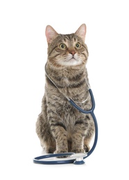 Photo of Cute cat with stethoscope as veterinarian doc on white background