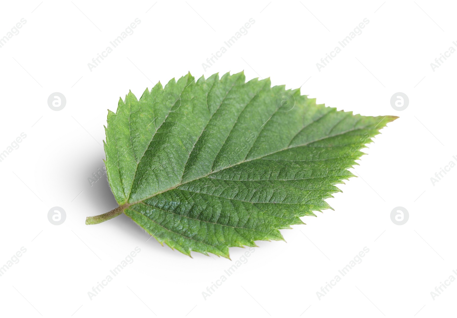 Photo of One fresh blackberry leaf isolated on white