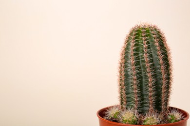 Photo of Beautiful green cactus in pot on white background, space for text. Tropical plant