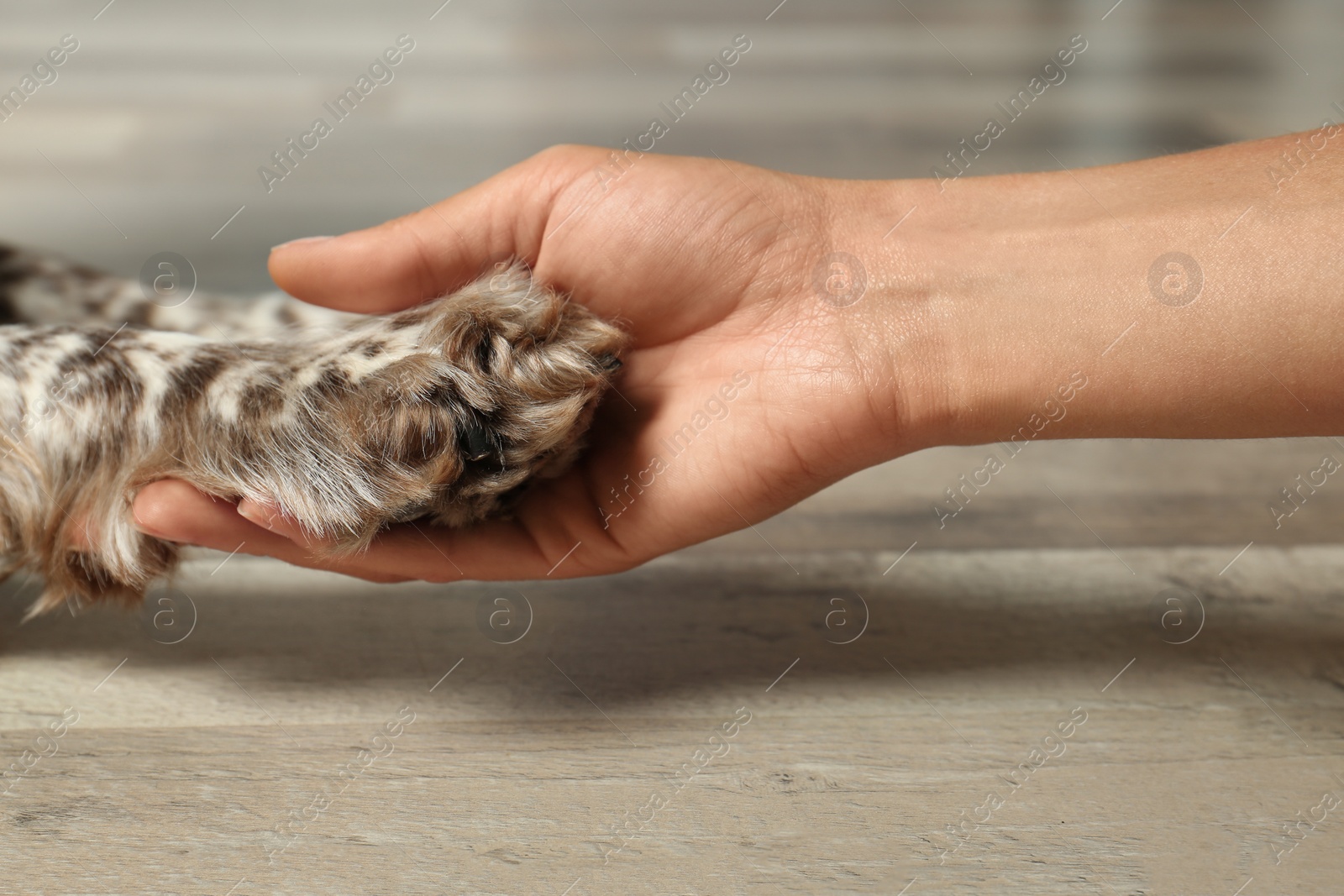 Photo of Woman holding dog's paw indoors, closeup view