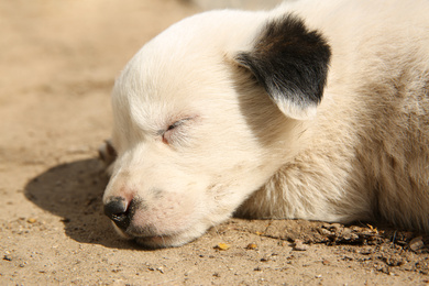 Photo of White stray puppy sleeping outdoors, closeup. Baby animal