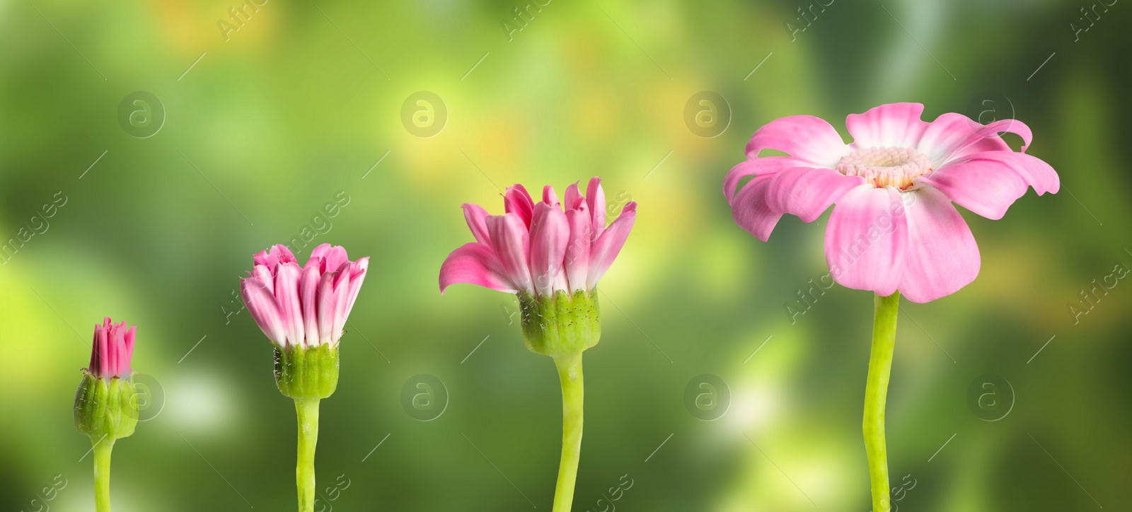 Image of Blooming stages of pink daisy flower on blurred background