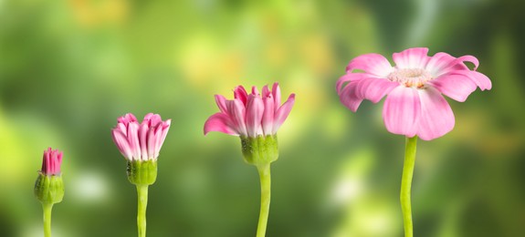 Image of Blooming stages of pink daisy flower on blurred background