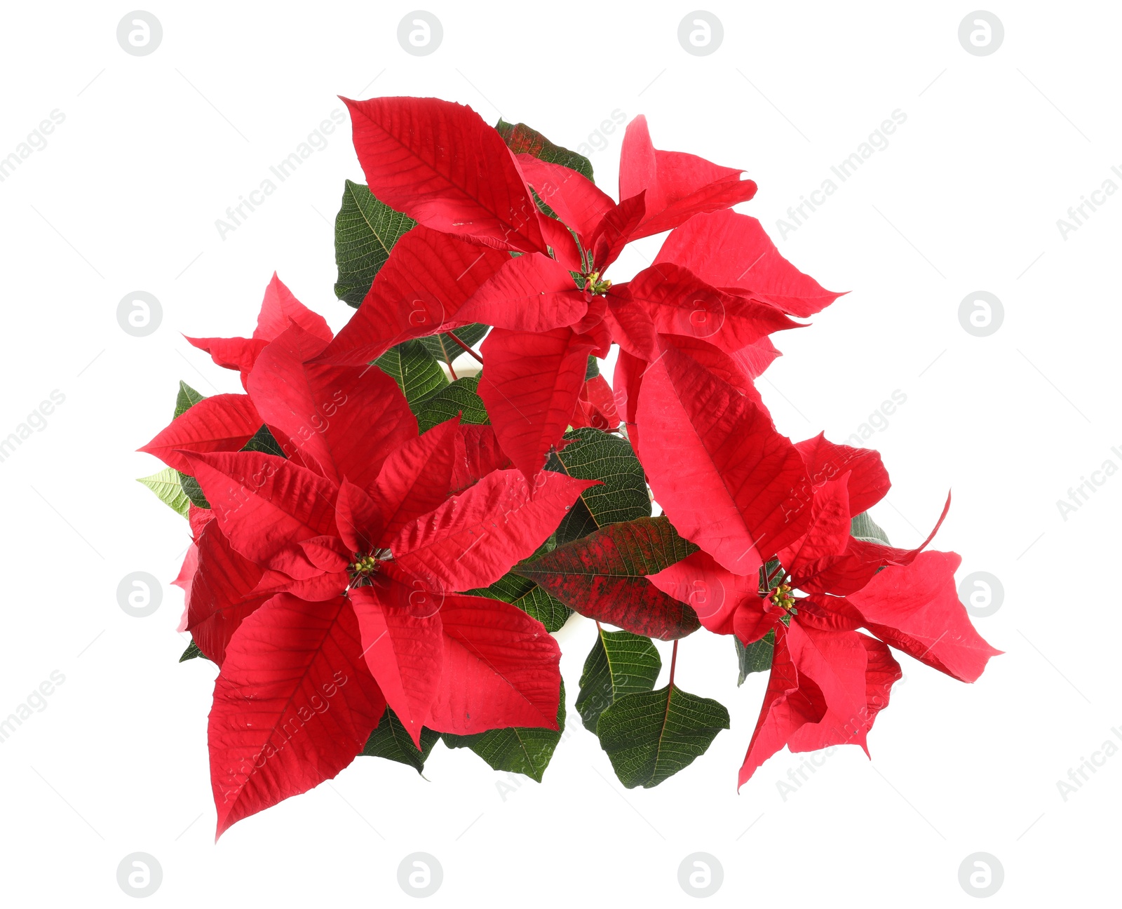 Photo of Poinsettia (traditional Christmas flower) on white background, top view