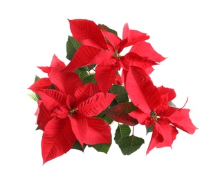 Poinsettia (traditional Christmas flower) on white background, top view