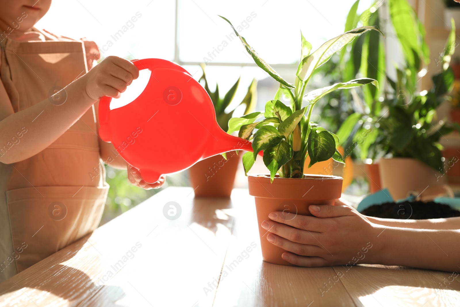 Photo of Mother and daughter watering home plants at wooden table indoors, closeup