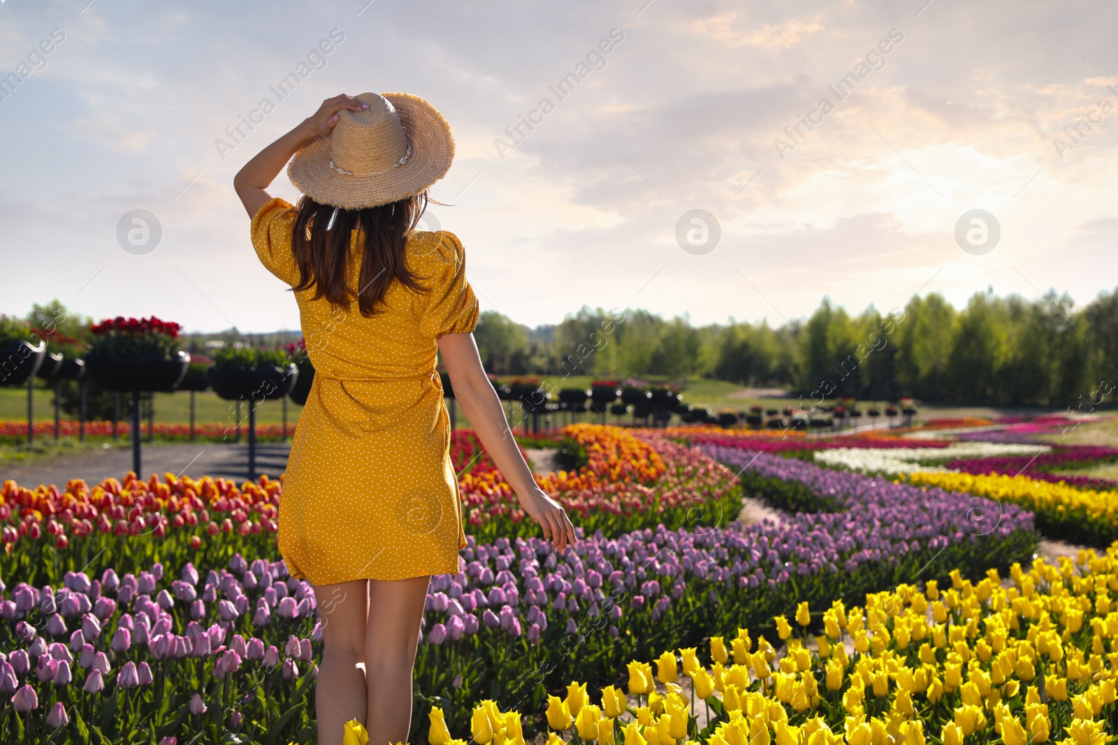 Photo of Woman in beautiful tulip field on sunny day, back view