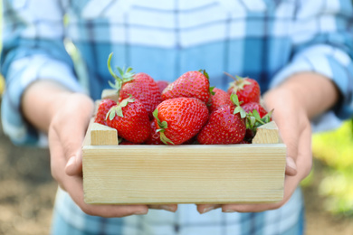 Photo of Woman holding wooden crate with ripe strawberries outdoors, closeup