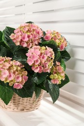 Photo of Beautiful blooming pink hortensia in wicker basket on window sill indoors