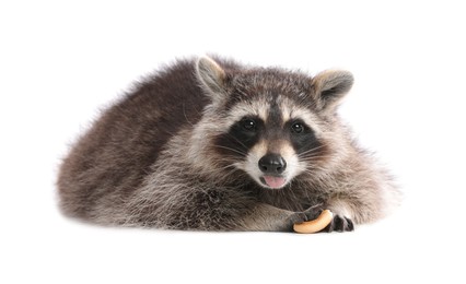 Photo of Common raccoon with food isolated on white