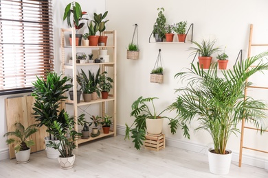 Stylish room interior with different home plants