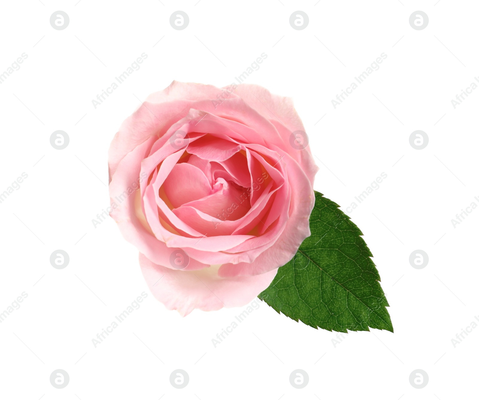 Photo of Beautiful blooming pink rose on white background, top view