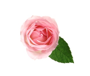 Photo of Beautiful blooming pink rose on white background, top view