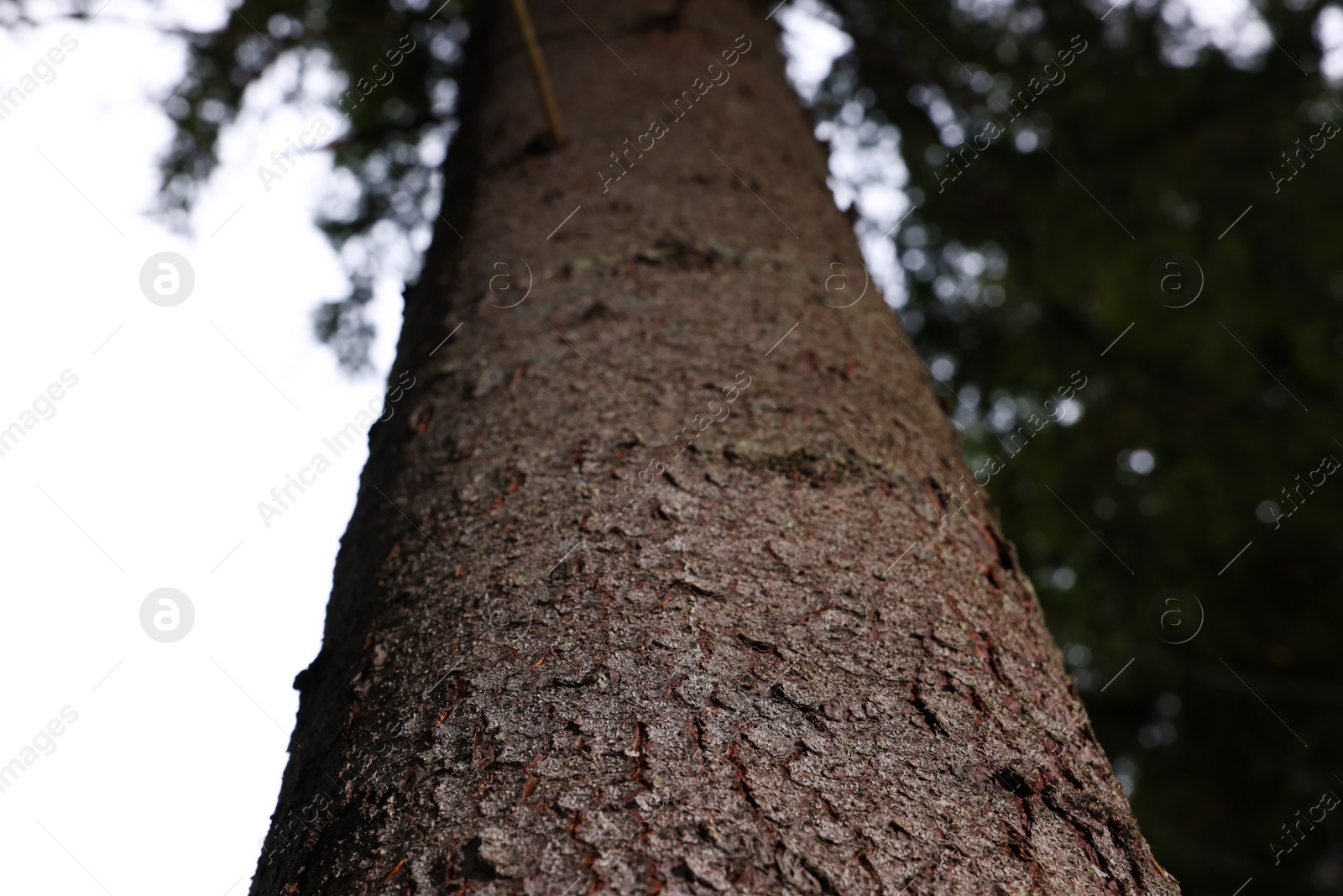 Photo of Texture of bark on tree trunk outdoors, low angle view