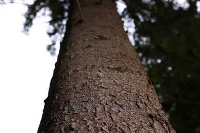 Texture of bark on tree trunk outdoors, low angle view