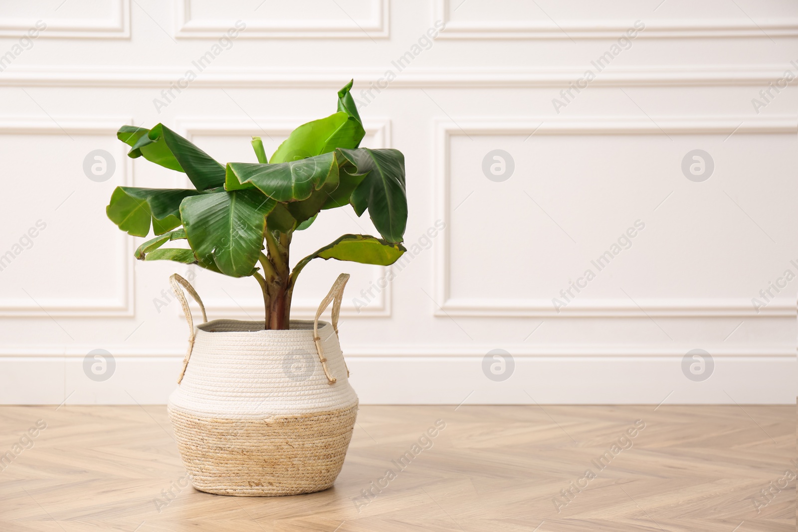 Photo of Beautiful indoor banana palm plant on floor in room, space for text. House decoration