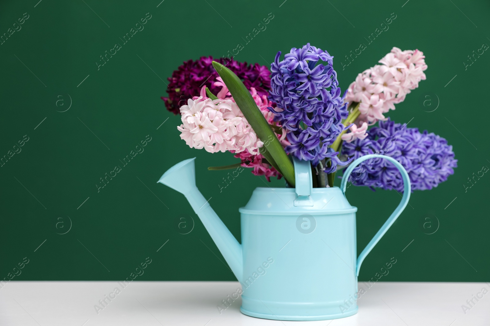 Photo of Beautiful hyacinths in watering can on table against color background, space for text. Spring flowers