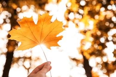 Woman holding autumn leaf against sunlight in park. Space for text