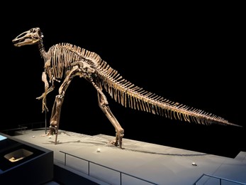 Photo of Life size skeleton of Edmontosaurus in museum