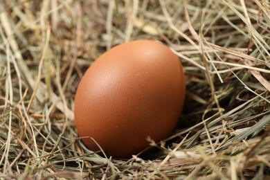 Photo of Fresh chicken egg on dried hay, closeup