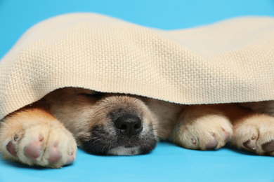 Cute Akita Inu puppy covered with plaid on light blue background, closeup. Baby animal