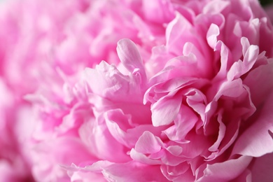 Photo of Beautiful fragrant peony flowers as background