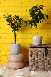 Photo of Idea for minimalist interior design. Small potted bergamot and lemon trees with fruits near bright yellow brick wall