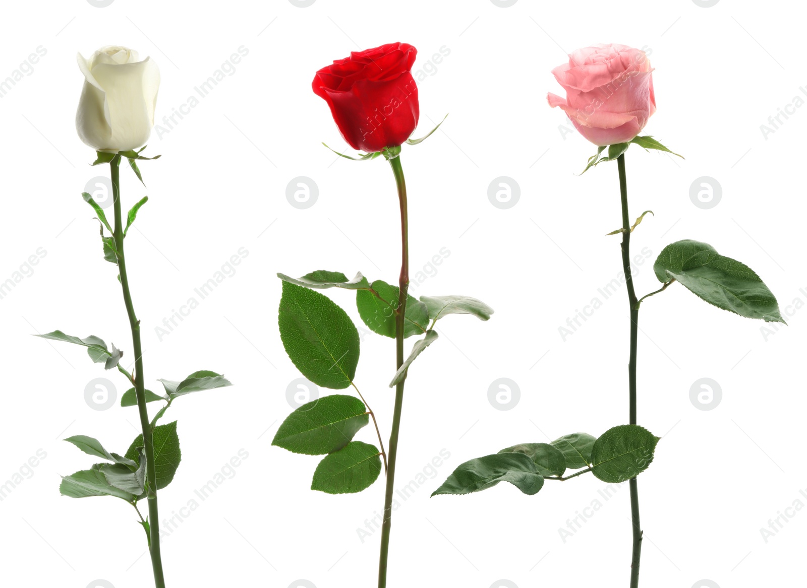 Image of Set of different roses on white background