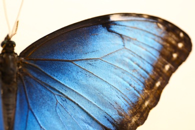 Closeup view of beautiful Blue Morpho butterfly
