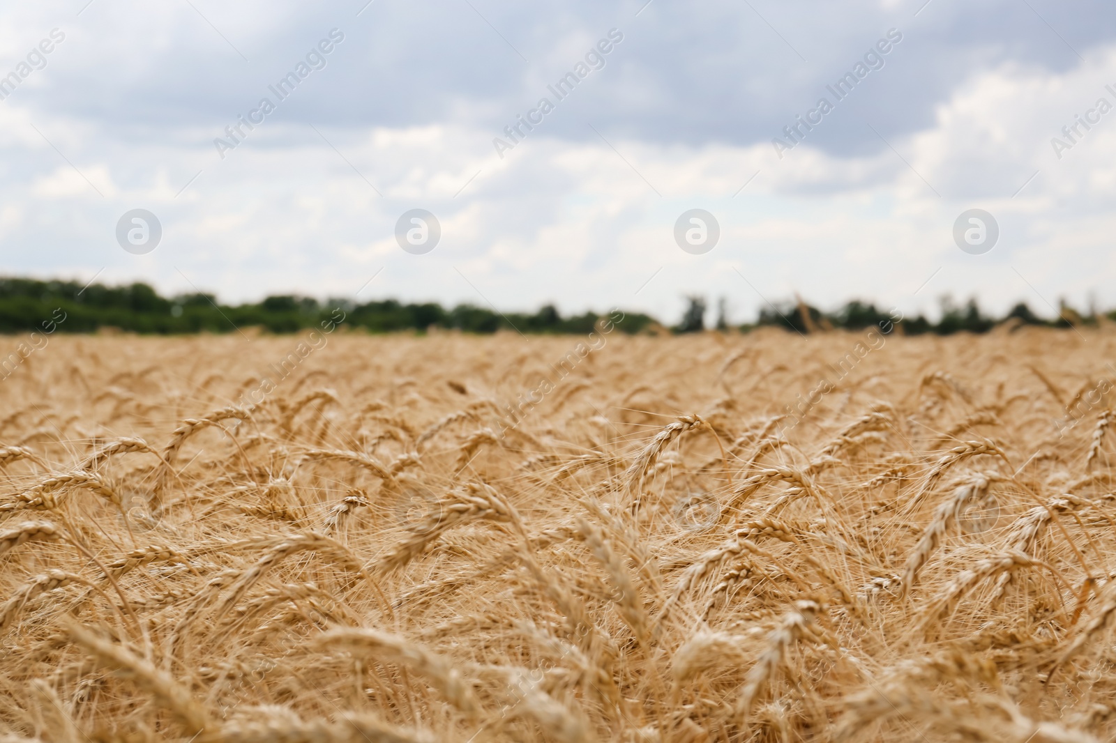 Photo of Beautiful view of agricultural field with ripe wheat spikes on cloudy day