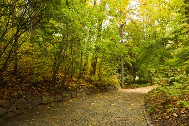 Photo of Beautiful view of park with trees on autumn day