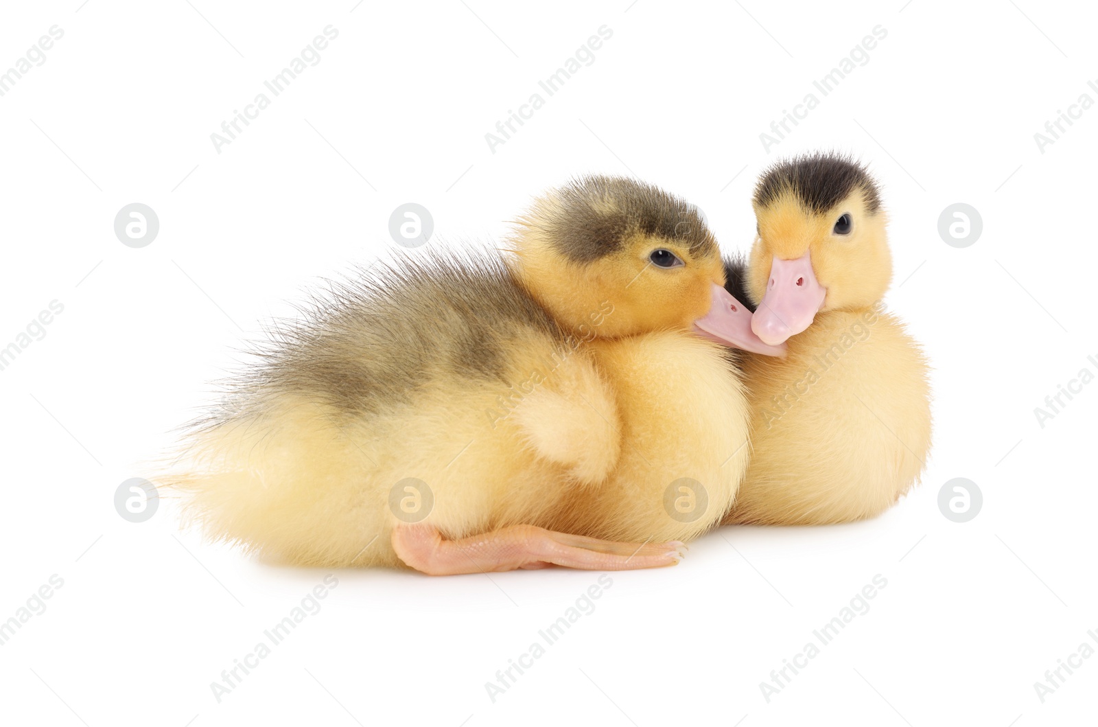 Photo of Baby animals. Cute fluffy ducklings on white background