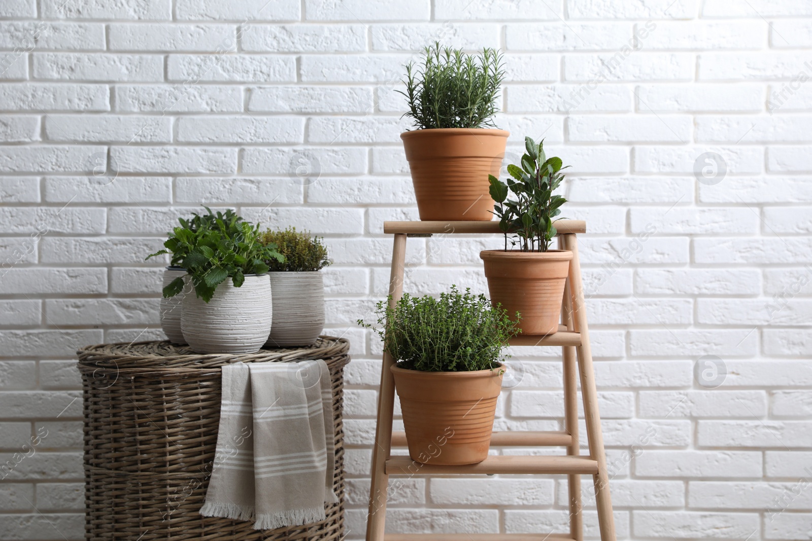 Photo of Different aromatic potted herbs near white brick wall indoors