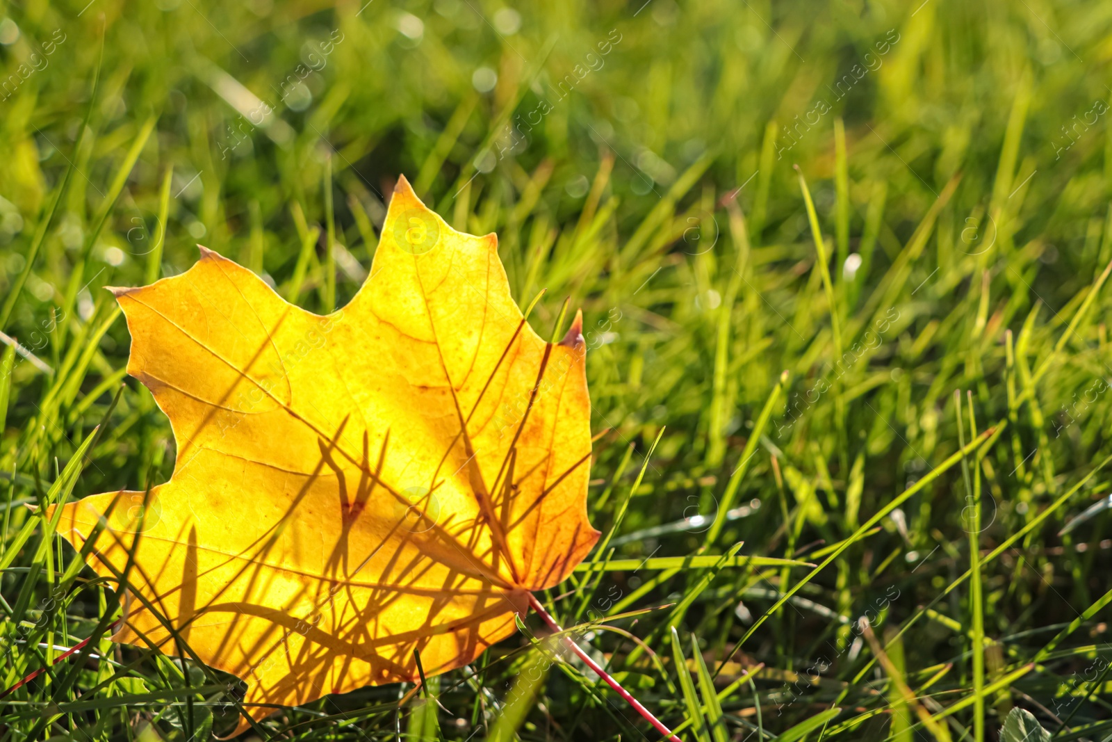 Photo of Beautiful fallen leaf among green grass outdoors on sunny autumn day, closeup. Space for text