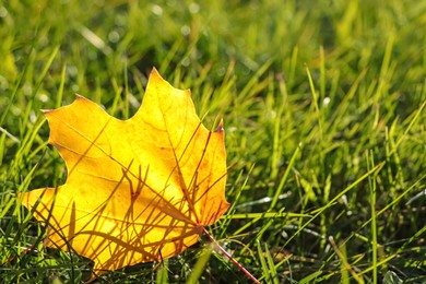 Photo of Beautiful fallen leaf among green grass outdoors on sunny autumn day, closeup. Space for text