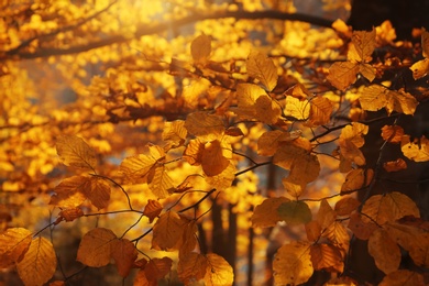 Sunlit golden leaves in autumn forest. Seasonal background