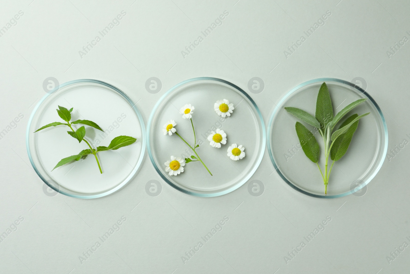 Photo of Flat lay composition with Petri dishes and plants on light grey background