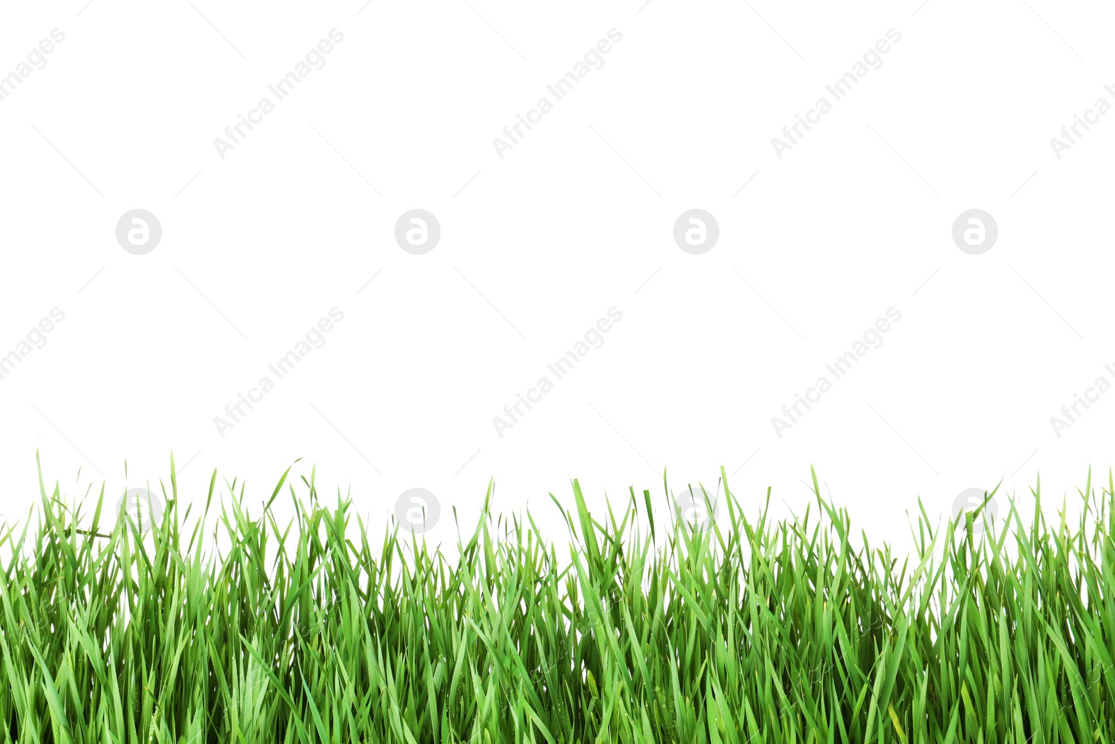 Photo of Beautiful vibrant green grass on white background