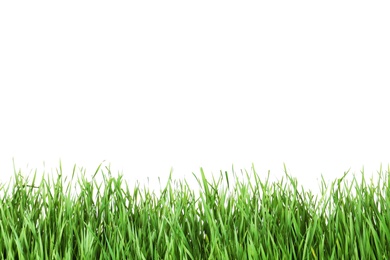 Beautiful vibrant green grass on white background