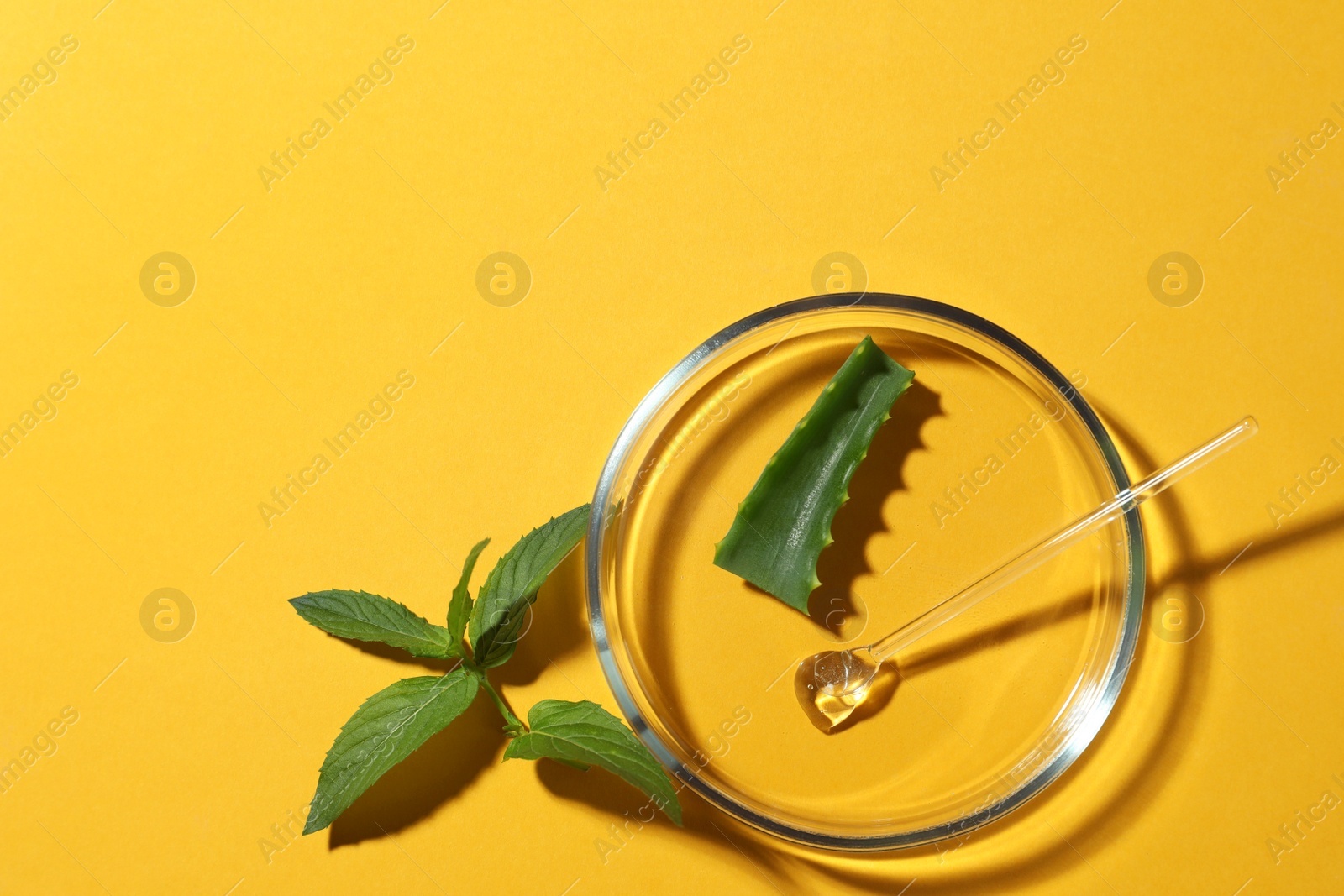 Photo of Petri dish and plants on yellow background, flat lay. Space for text